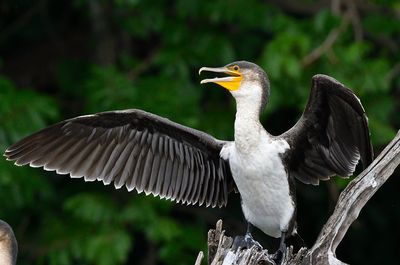 White breasted Cormorant
