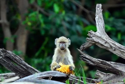 Yellow Baboon