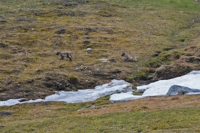 Arctic Fox Cubs