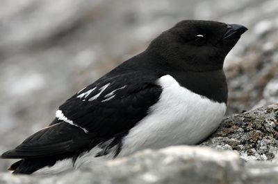 Little Auk