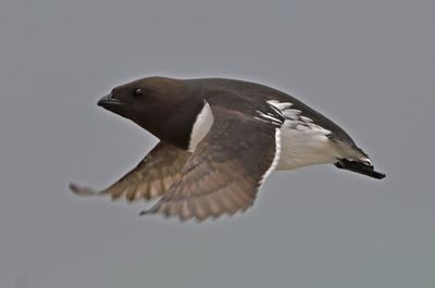 Little Auk