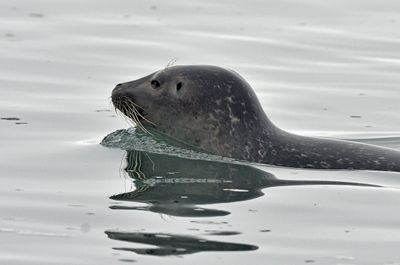 Ringed Seal