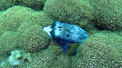 Diving in Tulumben Northern Bali 2023