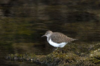 Sandpiper - Common