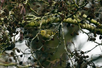 Siskin