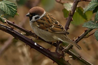Sparrow - Tree