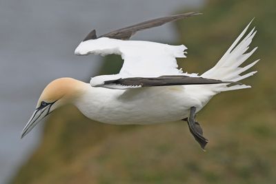 Gannet