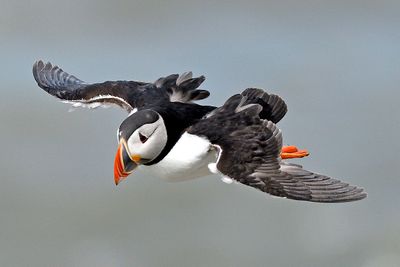 RSPB Bempton Cliffs 2025