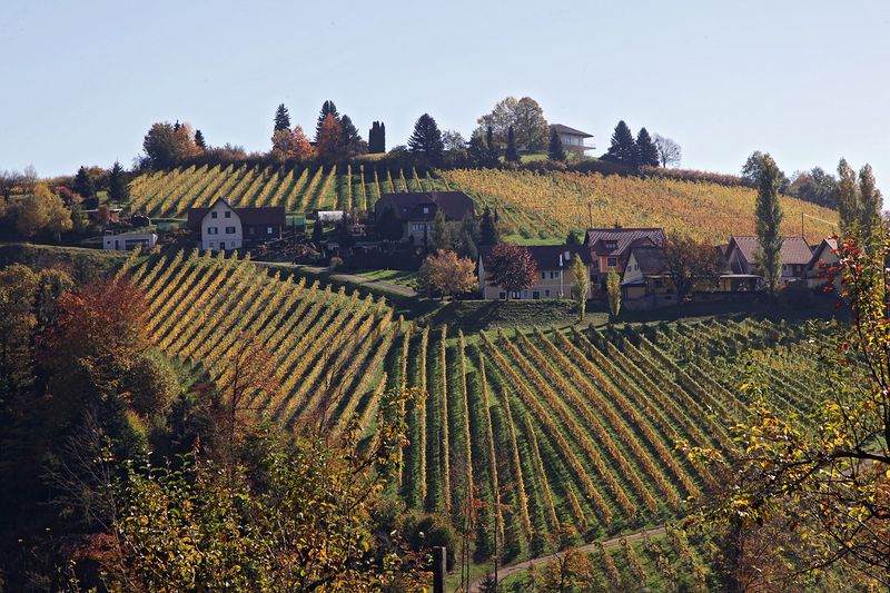 The Sausal Wine-Route
