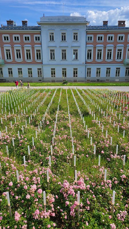 Steinhof Hospital Area in Summer