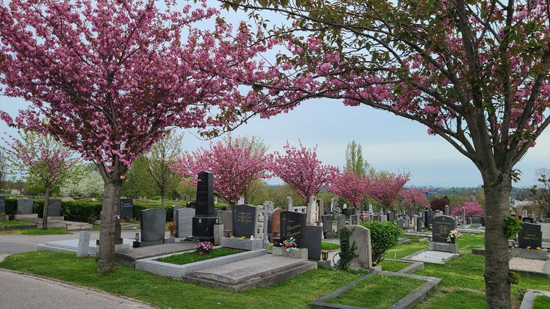 Cemetery Baumgarten through the Seasons