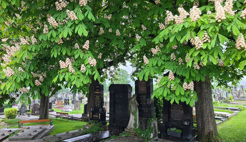 Spring at the Baumgartner Cemetery
