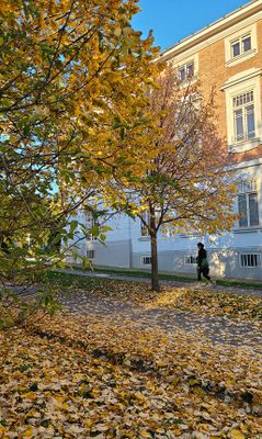 Steinhof,Autumn10.jpg