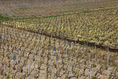 Epernay Surrounding7.jpg