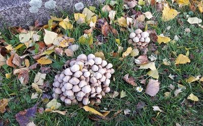 Autumn9.jpg