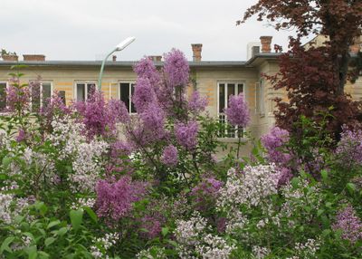 Steinhof-Spring10