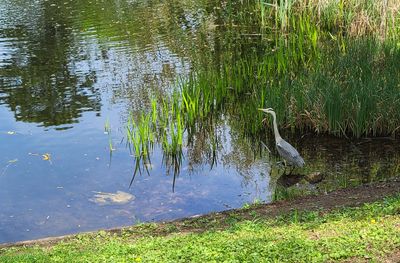 Tuerkenschanzpark11.jpg