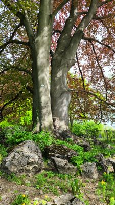 Tuerkenschanzpark28.jpg
