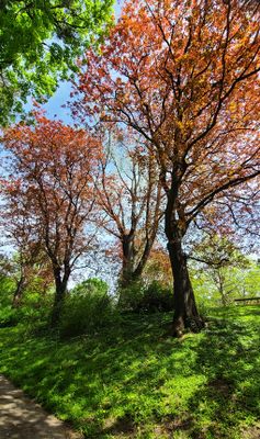 Tuerkenschanzpark33.jpg