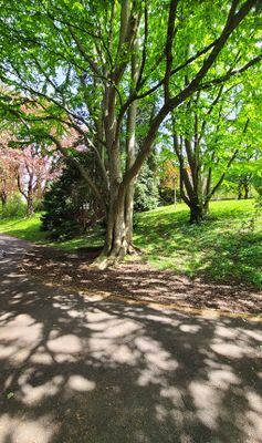 Tuerkenschanzpark34.jpg