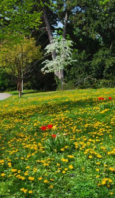 Tuerkenschanzpark37.jpg