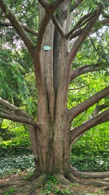 Tuerkenschanzpark47.jpg