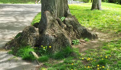 Tuerkenschanzpark1.jpg