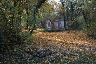 Cemetery St.Marx27.jpg