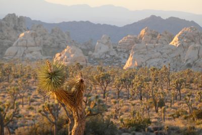 Joshua Tree National Park - Nov 2023