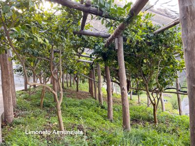 Limoneto Annunziata