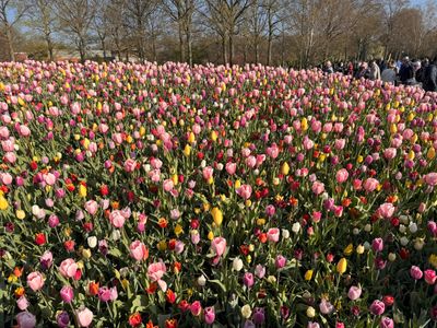 Keukenhof Gardens