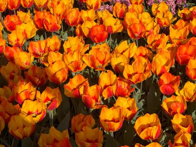 Tulip Garden-known as Greig's Tulip