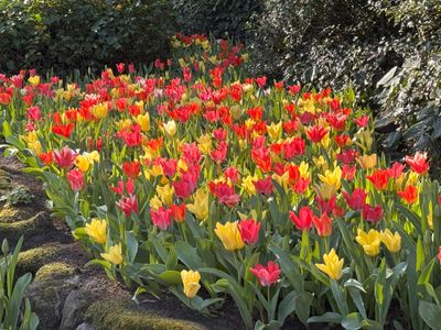 Keukenhof Gardens