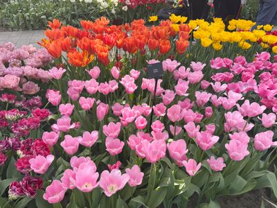 Tulip Garden-Pink Impression