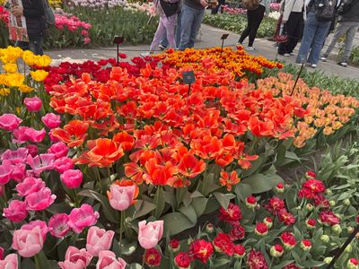 Keukenhof Gardens