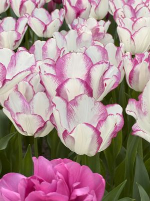Tulipa Gesneriana