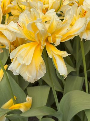 Tulipa Gesneriana