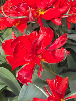 Tulipa Gesneriana