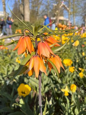 Crown Imperial