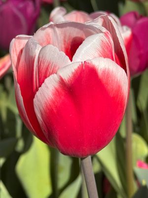 Tulipa Gesneriana