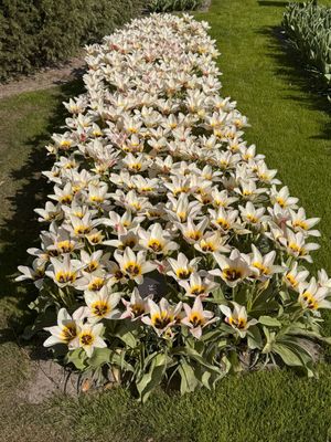 Tulipa Gesneriana