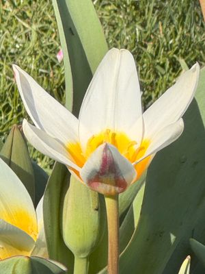 Tulipa Gesneriana