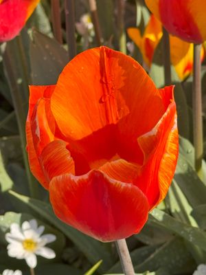 Tulipa Gesneriana
