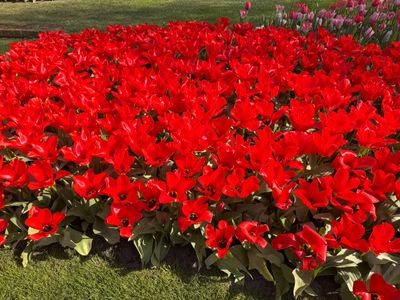 Tulipa Gesneriana