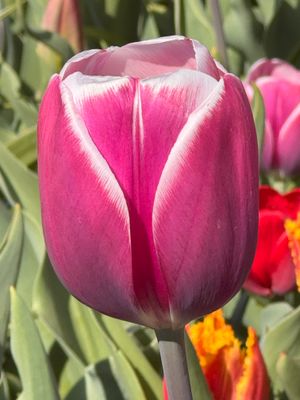 Tulipa Gesneriana