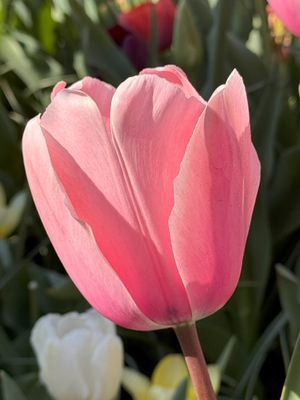 Tulipa Gesneriana