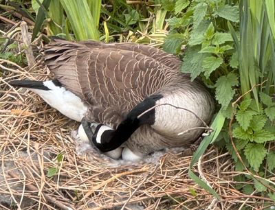 Mother Goose