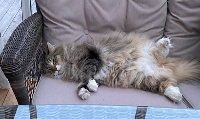 Another tough day for Missan in Oregrund