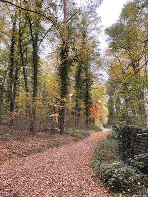 Hike through the woods