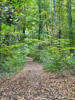 Hike through the woods